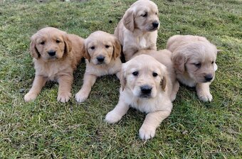 Zlatý retriever - 3