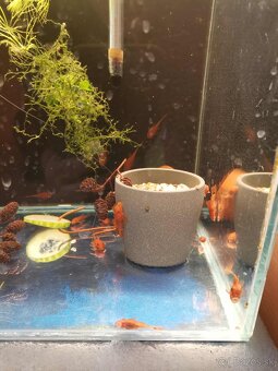 prísavník super red - 3