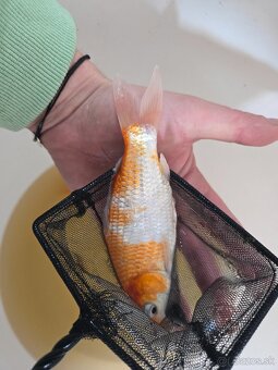 Koi kapor do rybníka - 3