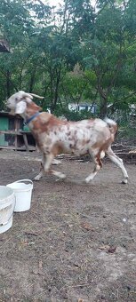 Capko - 3