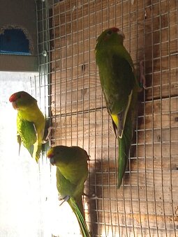 Kakariky - 3