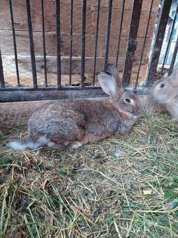Zajace na chov - 3
