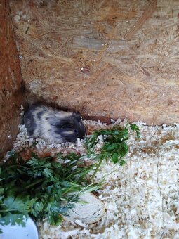 Morské prasiatka - 3