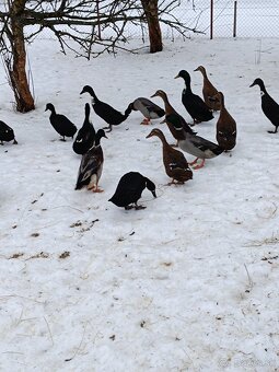 Predám indické bežce - 3