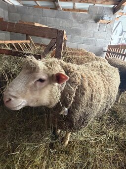 Baran Ille de France - 3