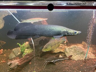 Arapaima gigas - 3