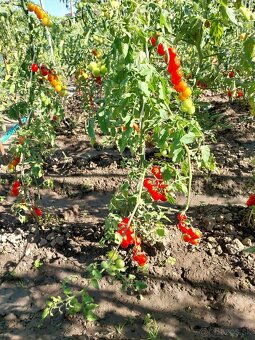 Domáce paradajky, paprika  , kapia. - 3