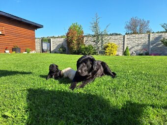 Labrador šteniatko psík čierny - 3