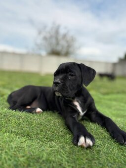 Cane Corso s PP - 3