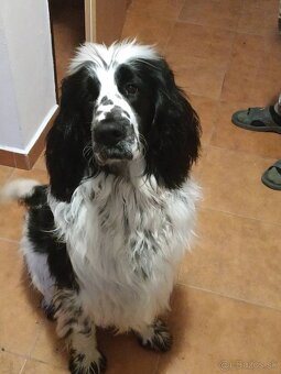 Anglický springerspaniel - 3