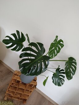Monstera - 3