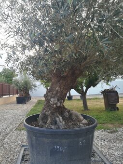Olivovnik bonsai - 3