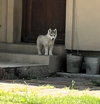 Sibírsky Husky - 3