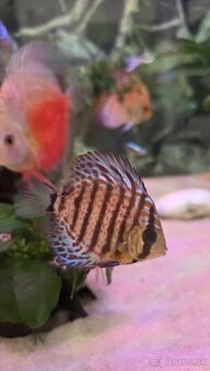 Predám skupinu krásnych terčovcov (Discus) - 7 kusov, 12 cm - 3