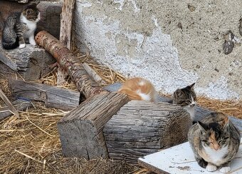 Darujem mačiatká - 3