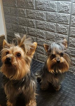 Yorkshirsky  terier - 3