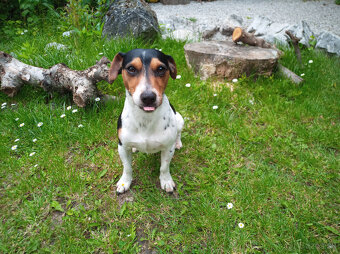 Jack Russell teriér- pes na krytie - 3