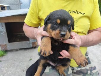 Predám šteniatka Rottweiler - 3