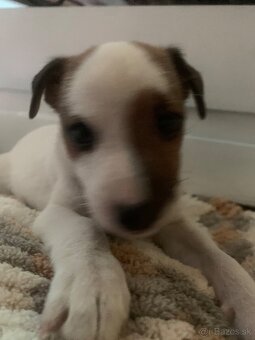 Predám šteniatko jack Russela - 3