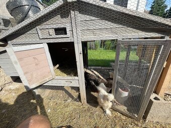 prepelice,ayam cemani, hodvabnicky,nosnice,zajace , 3x kurín - 3