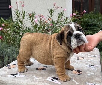 Anglicky Bulldog, buldog,bulldogge, Buldok s PP - 3