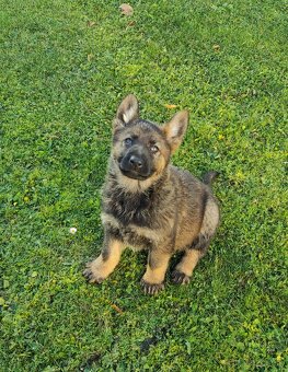 Nemecký ovčiak - 3