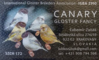 Kanárik Gloster - 3