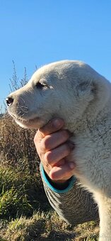 Stredoazijsky ovciak FCI pp - 3