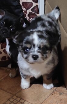 čivava dlhosrsta - 3