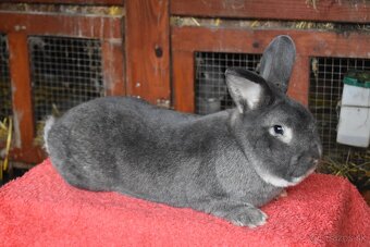 Predam Viedensky divoko modrý - 3