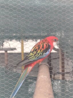 Predám rozely rubino červená - 3