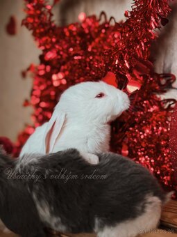 Anglický barenček s pp - 3