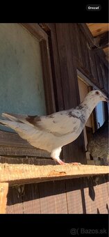 Poštové holuby - 3