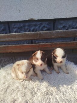 Border kolia,collia - 3