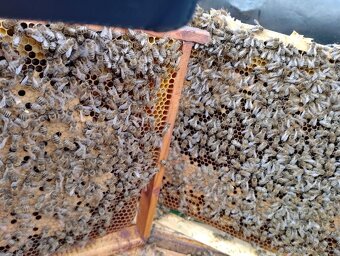 Predám včely - 3
