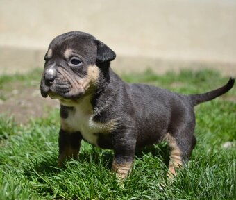 Crossbreed bully 75% - 3