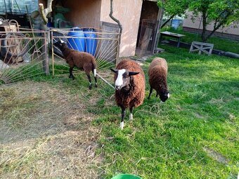 Zwartbles - 3