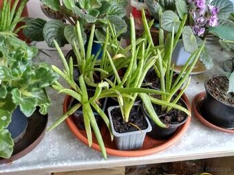 Aloe vera - 3