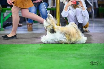 Shih tzu s PP / shi-tzu / shitzu - 3