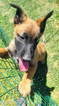 Belgický ovčiak malinois - 3