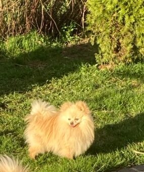 Pomeranian - 3