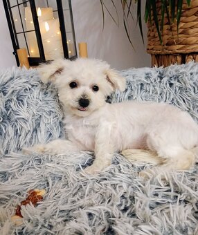 Bichon  fenočka Lilinka - 3