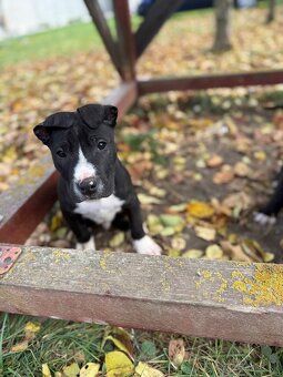 Americký staford 3steniatka odber ihneď 10 tyzdnove - 3