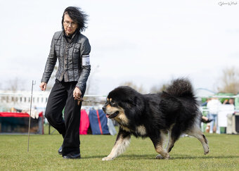 Tibetská doga šteniatka s PP po špičkových rodičoch - 3