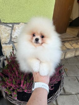 Pomeranian s pp FCI - 3