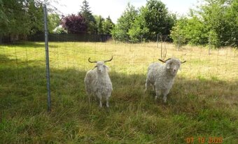 Moherove-angorske kozy - 3