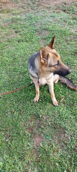 Nemecký ovčiak -sučka - 3