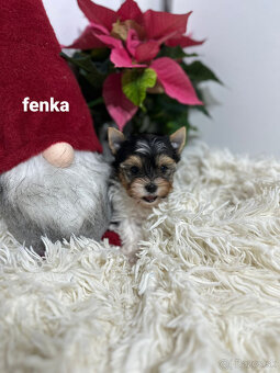 Yorkshirsky terier biewer - 3