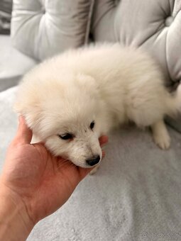 Nemecky špic biely - 3