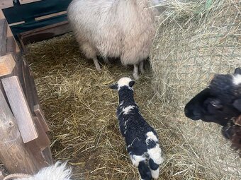 Slovenské ovečky/barančeky / ZOŠĽACHTENÁ VALAŠKA - 3